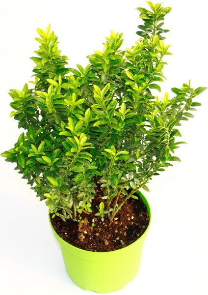Taflan Microphyllus 3 Adet - Yeşil Saksıda Hediyelik