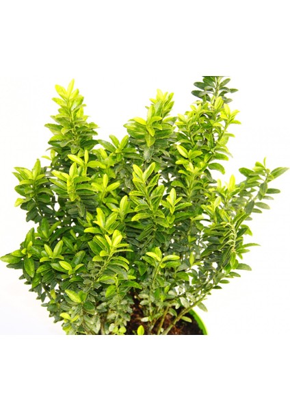 Taflan Microphyllus 3 Adet - Yeşil Saksıda Hediyelik