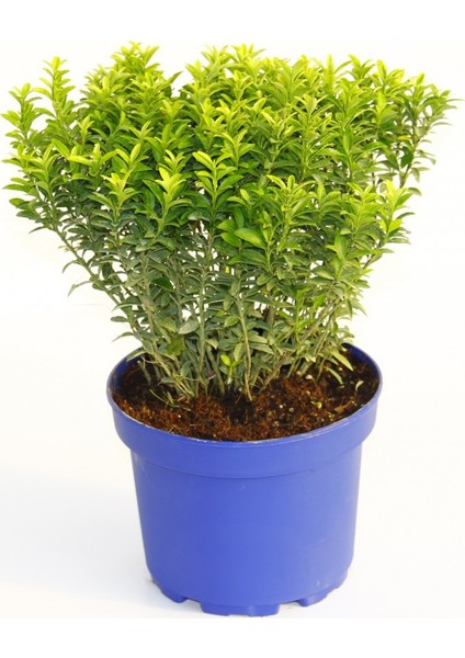 Taflan Microphyllus - Mavi Saksıda Hediyelik