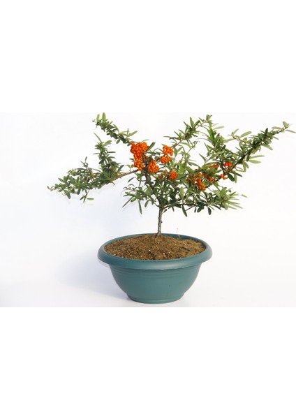 Bonsai Ateş Dikeni 2 Adet