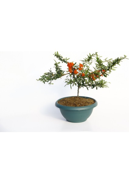 Bonsai Ateş Dikeni 2 Adet