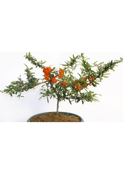 Bonsai Ateş Dikeni 2 Adet