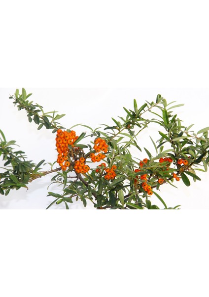 Bonsai Ateş Dikeni 2 Adet