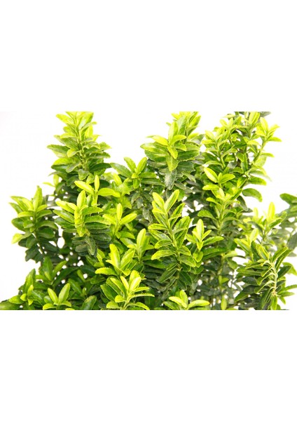 Taflan Microphyllus 10 Adet - Yeşil Saksıda Hediyelik