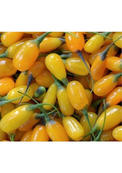 Sarı Goji Berry Fidanı 5 Adet