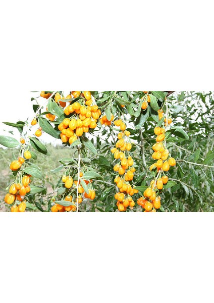 Sarı Goji Berry Fidanı 5 Adet