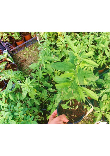 Sarı Goji Berry Fidanı 5 Adet