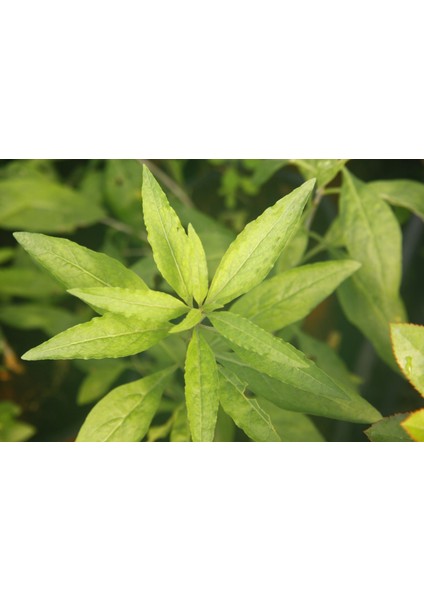 Sarı Goji Berry Fidanı 5 Adet