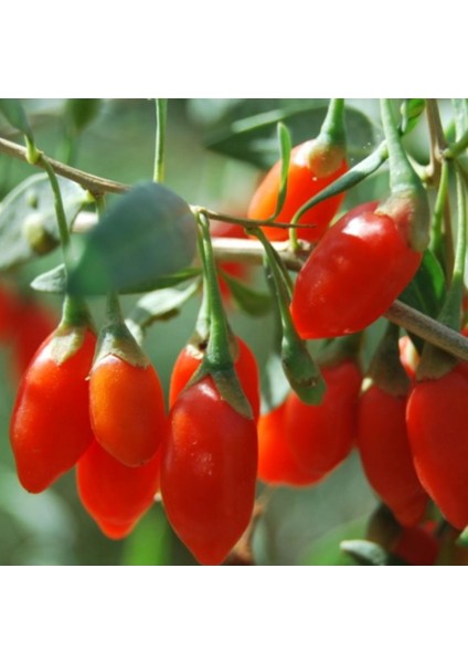 Kırmızı Goji Berry Fidanı 2 Adet