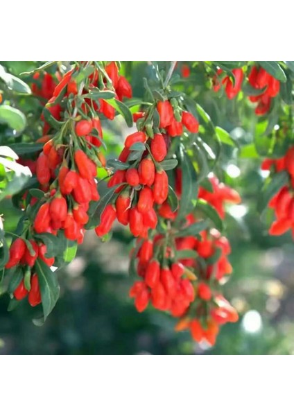 Kırmızı Goji Berry Fidanı 2 Adet