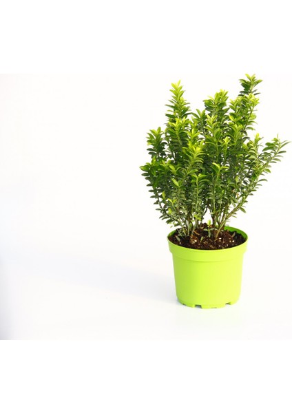 Taflan Microphyllus 2 Adet - Yeşil Saksıda Hediyelik