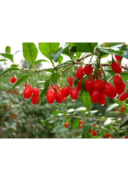 Kırmızı Goji Berry Fidanı 5 Adet