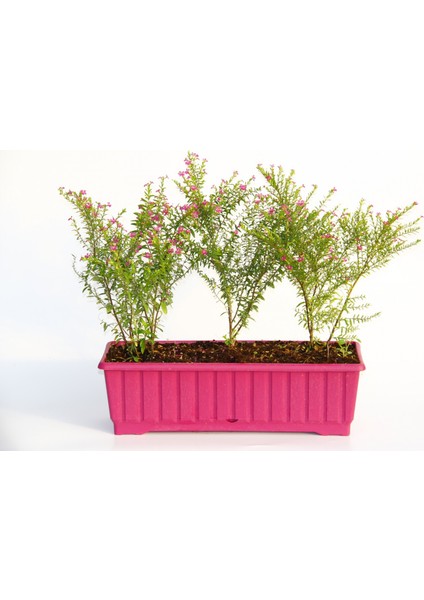 Cennet Çiçeği 3 Adet - Pembe Balkon Saksısında