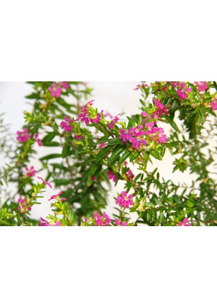 Cennet Çiçeği 3 Adet - Pembe Balkon Saksısında