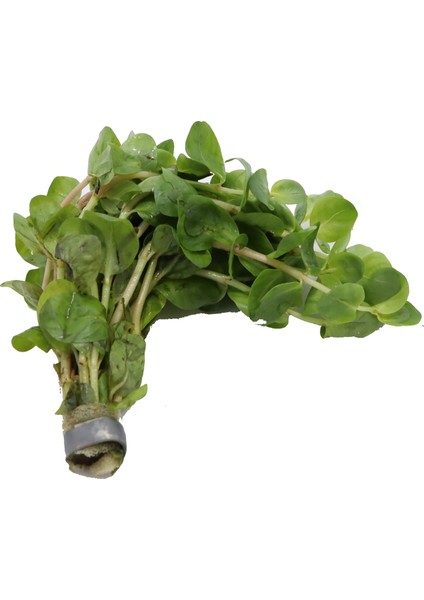 Canlı Akvaryum Bitkisi ( Rotala Rotundifolia)