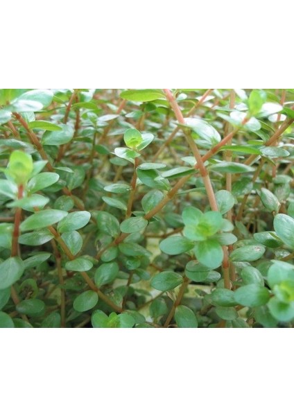 Canlı Akvaryum Bitkisi ( Rotala Rotundifolia)