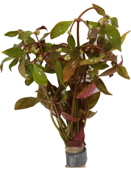 Yeşil, Pembe Tonlarında Akvaryum Canlı Dekor Bitkisi (Alternanthera Lilacina)