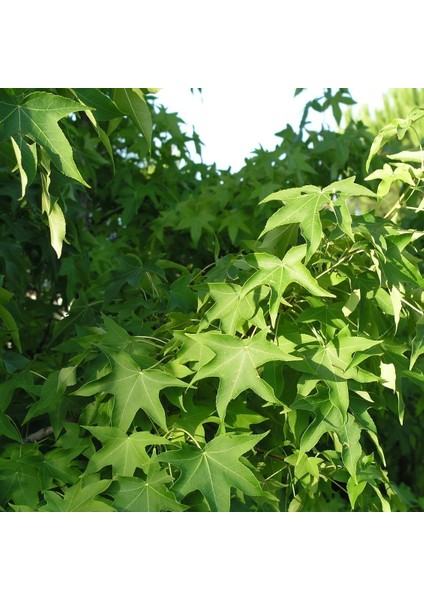 Tüplü Sığla Ağacı (Liquidambar Styraciflua) Fidanı