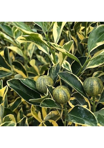 6 Yaş Aşılı Alacalı Calamondin Süs Mandalinası Fidanı, Saksıda