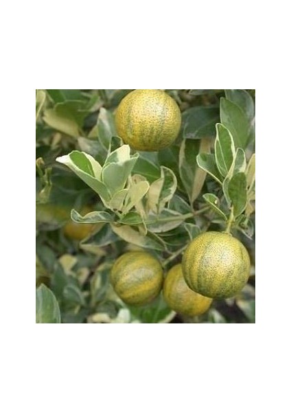 6 Yaş Aşılı Alacalı Calamondin Süs Mandalinası Fidanı, Saksıda