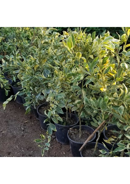 6 Yaş Aşılı Alacalı Calamondin Süs Mandalinası Fidanı, Saksıda
