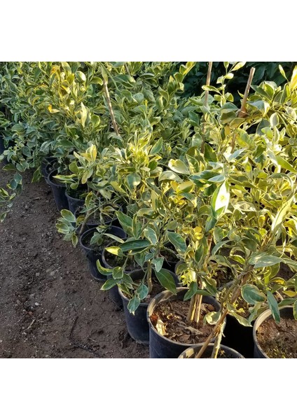 6 Yaş Aşılı Alacalı Calamondin Süs Mandalinası Fidanı, Saksıda