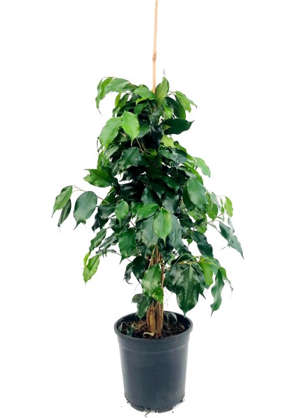 Ficus Benjamin 80-85 cm