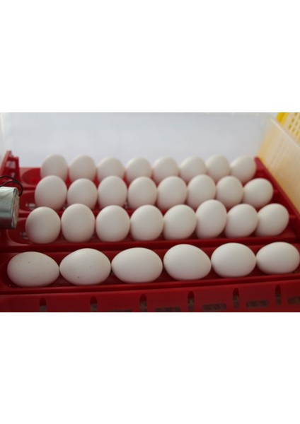 Efe 120 Lık Kuluçka Makinesi fırsatları