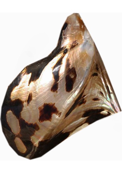 Brown Lıp 4" / Incili