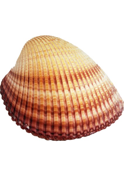 Brown Cochles Kapaklı / Büyük