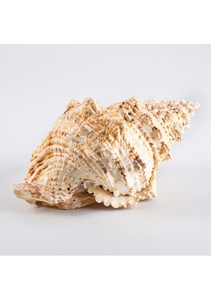 Bursa Bubo 8"