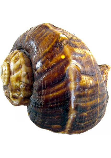 Bonea Rapana