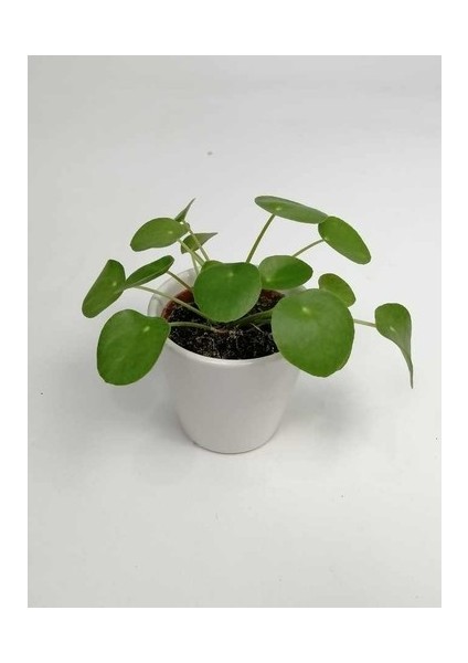 Baby Pilea