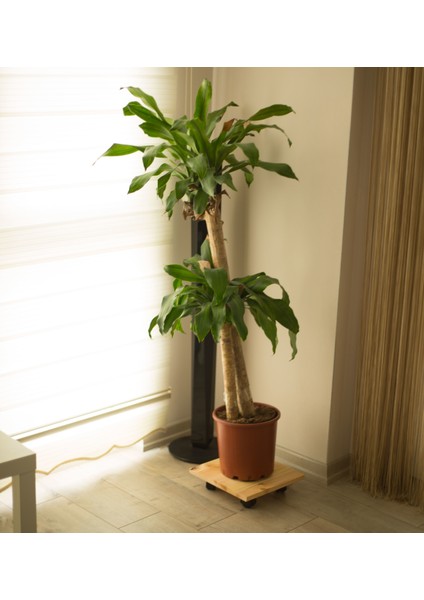 Plato Doğal Ahşap Tekerlekli Saksı Standı Saksı Altlığı Damacana Altlığı Tüp Altlığı modelleri