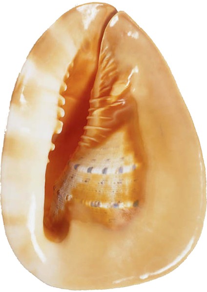 Cassis Cornuta 4"