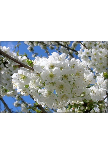 Çinko ve Fosfor Gübresi 3-15-0+6zn (Elfer Znp)1 lt