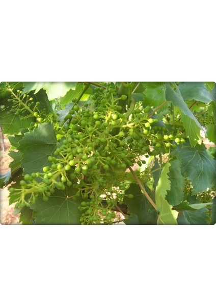 Çinko ve Fosfor Gübresi 3-15-0+6zn (Elfer Znp)1 lt