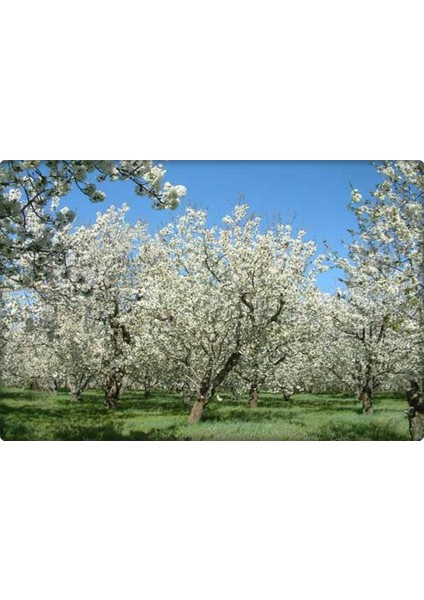 Çinko ve Fosfor Gübresi 3-15-0+6zn (Elfer Znp)1 lt