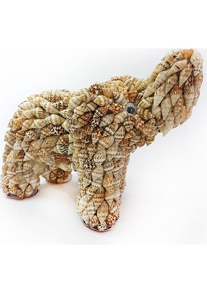 Nassa Kabuklu Fil Biblo