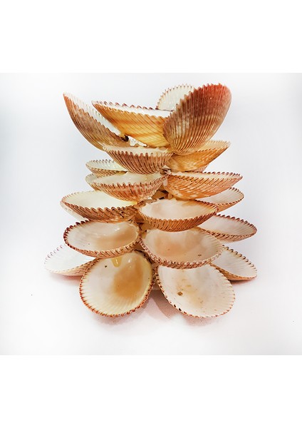 Brown Cochles Mumluk