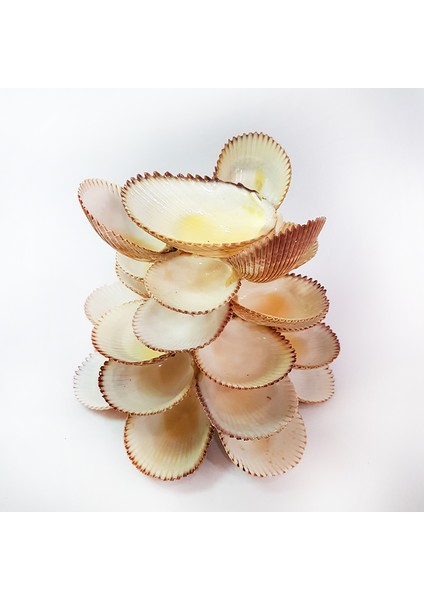 Brown Cochles Mumluk fiyatları