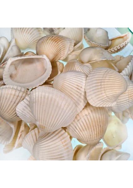Deniz Kabuğu 500 gr Paket Arca Arca / Yerli