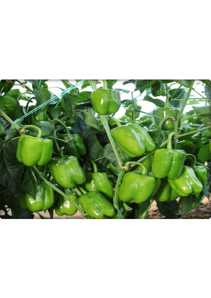 Biber Tohumu İnce Kabuk 10 gr