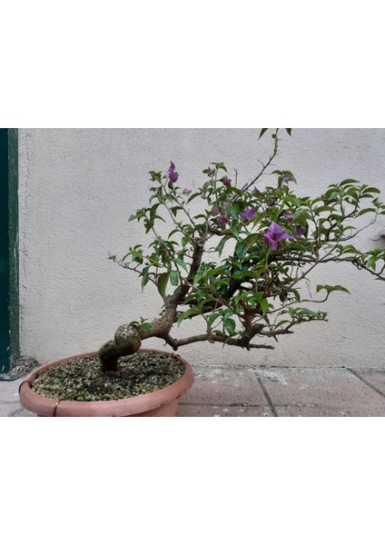 Bonsai Sivrimor Begonvil Spectabılıs