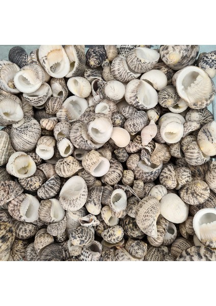 Deniz Kabuğu 500 gr Paket Sea Nerıta