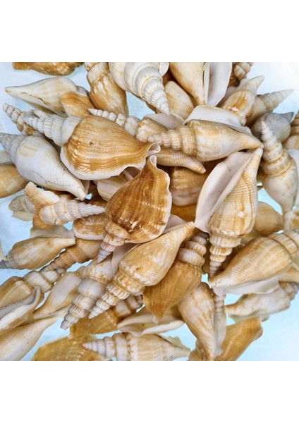 Deniz Kabuğu 500 gr Paket Strombus Vıttatus