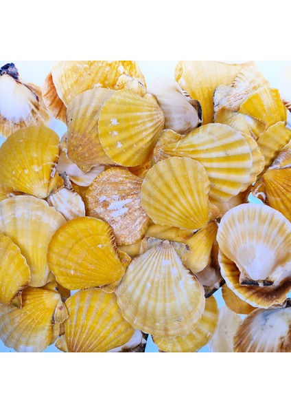 Deniz Kabuğu 500 gr Paket Vıxıllıum Orange