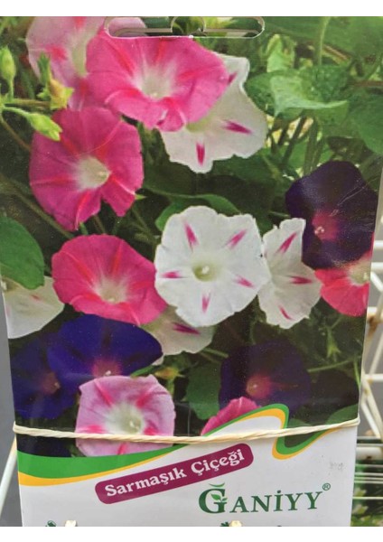 Sarmaşık Çiçeği Tohumu Güvenilir