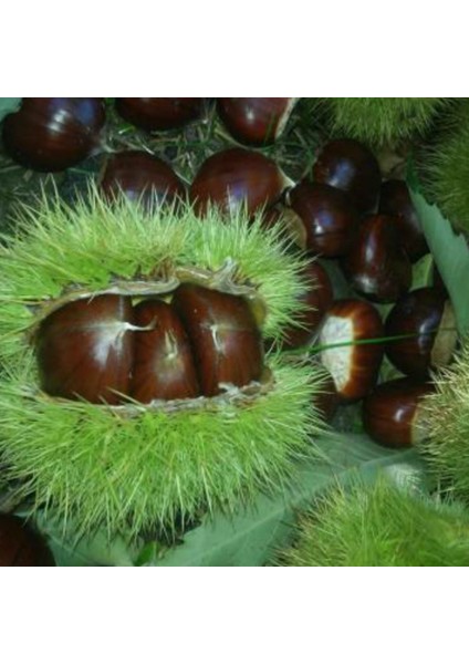 Kestane (Osmanoğlu) Fidanı Tüplü