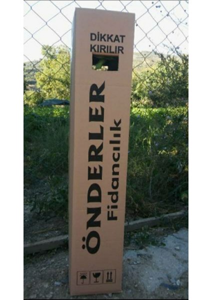 Kestane (Osmanoğlu) Fidanı Tüplü modelleri